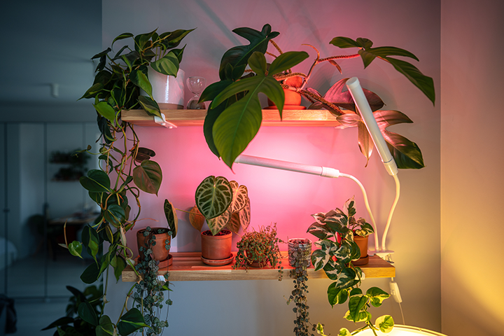 Kaufen Sie ein Grow-Licht, ohne Ihr Geld zu verschwenden
