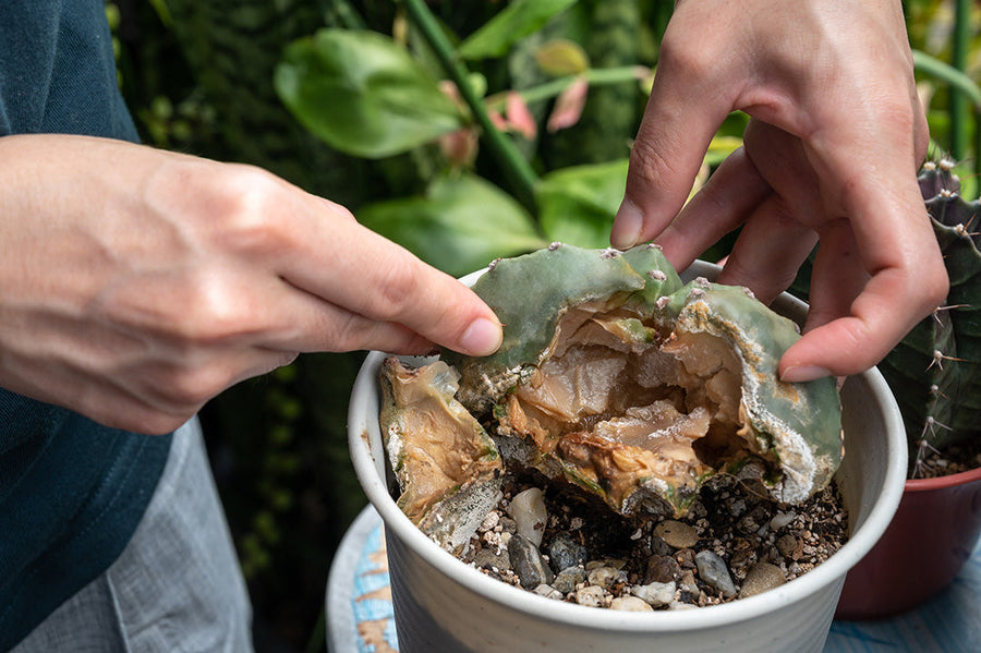 Phytophthora: ein lebendiger Albtraum