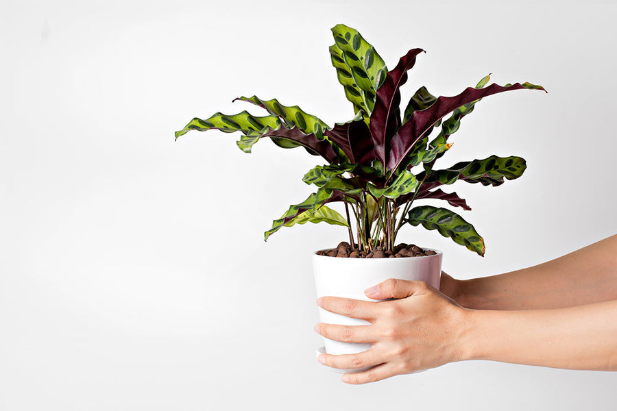 Lernen Sie Calathea lancifolia kennen