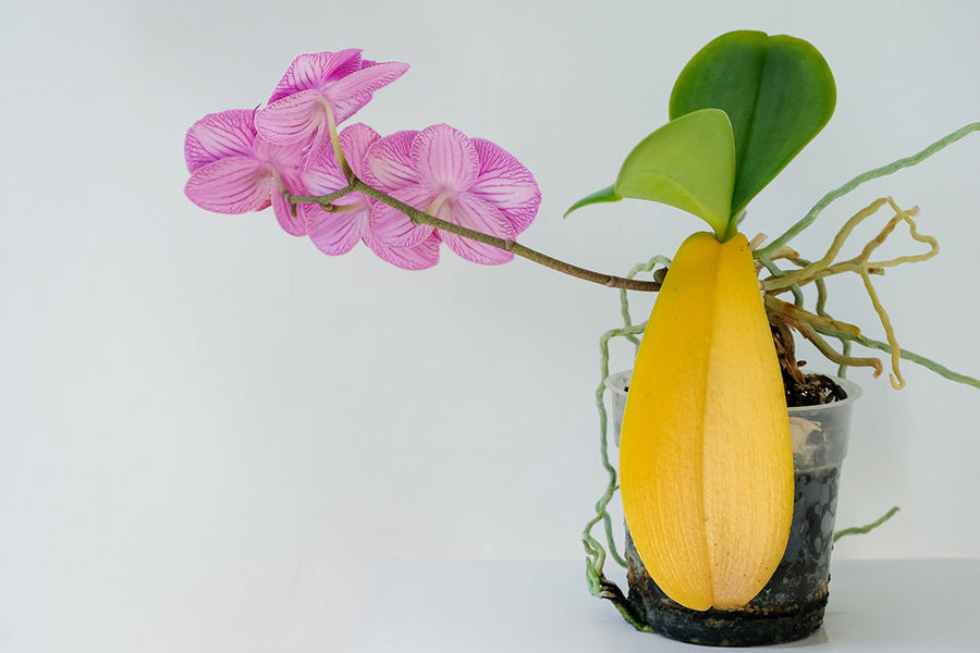 Warum werden die Blätter meiner Orchidee gelb?
