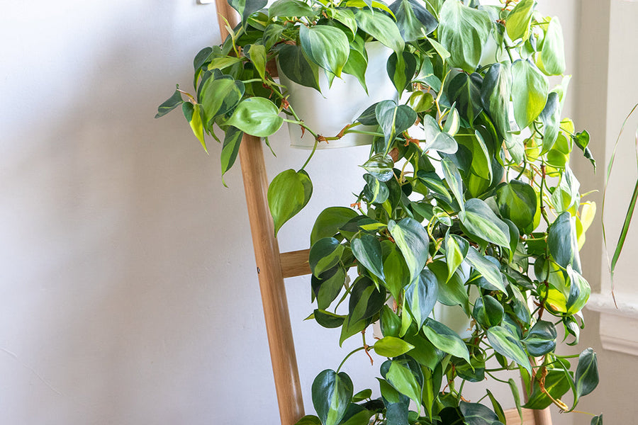 Efeutute vs. Philodendron: Finde den Unterschied