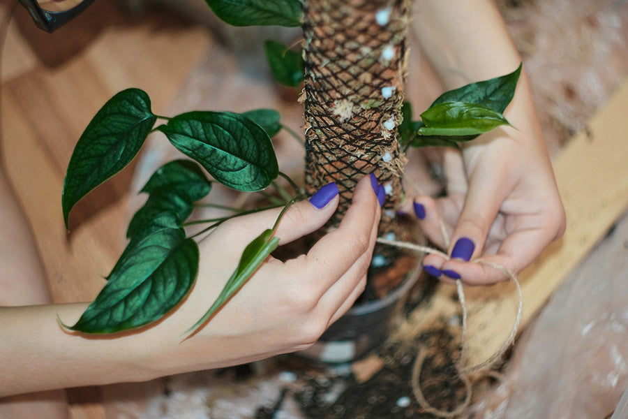 Wie man Pflanzenwachstum unterstützt