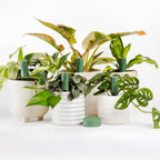Willow Kit - 5 pack in Moss
